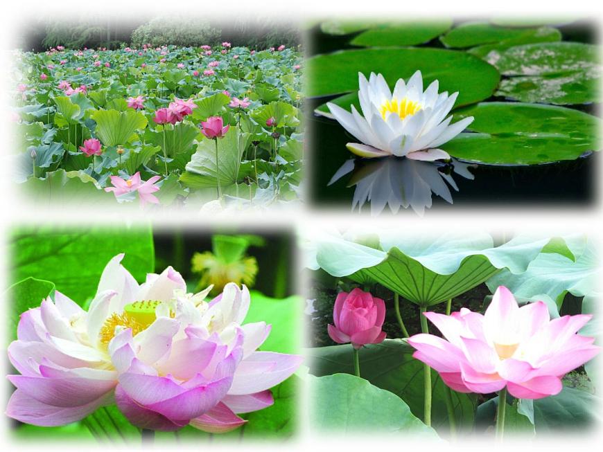 3.荷花 課件部編版三年級(jí)語(yǔ)文下冊(cè)(完美版)第1頁(yè)