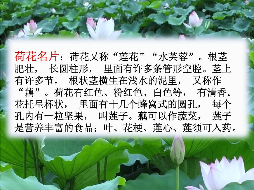 3.荷花 課件部編版三年級(jí)語(yǔ)文下冊(cè)(完美版)第3頁(yè)