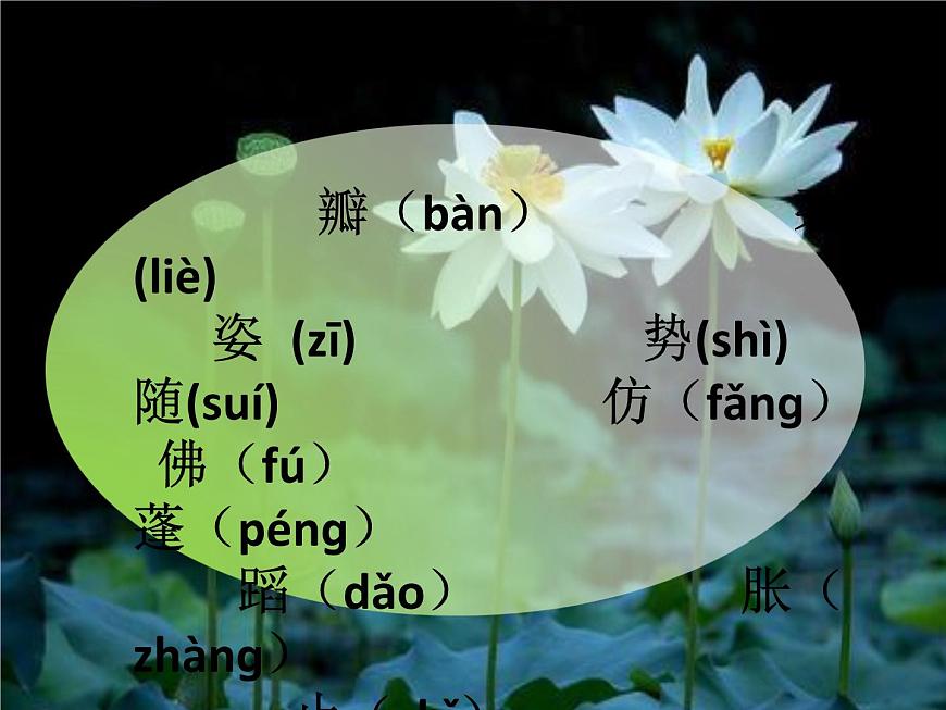 3.荷花 課件部編版三年級(jí)語(yǔ)文下冊(cè)(完美版)第6頁(yè)