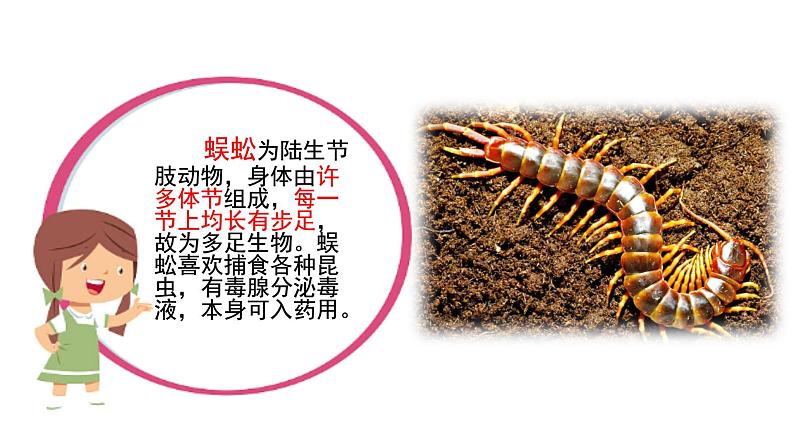 部编版语文二年级下册:20 蜘蛛开店 精品PPT课件(含音/视频)01