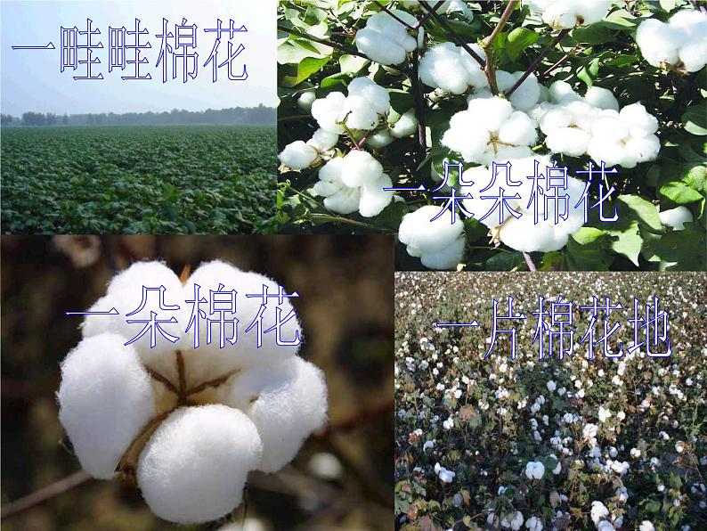 小学 /语文 人教部编版 一年级下册 课文 6 19 棉花姑娘课件01