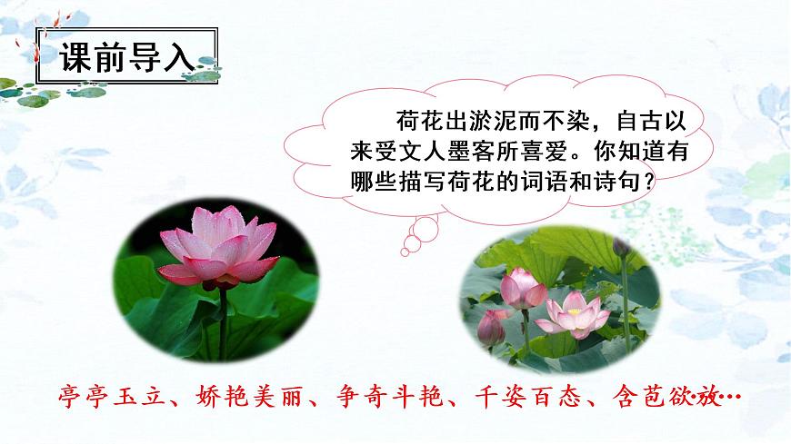 （教學課件）3.荷花第1頁