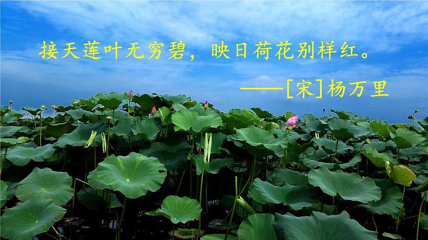 1人教版三年級語文下冊 第一單元 3 荷花第3頁