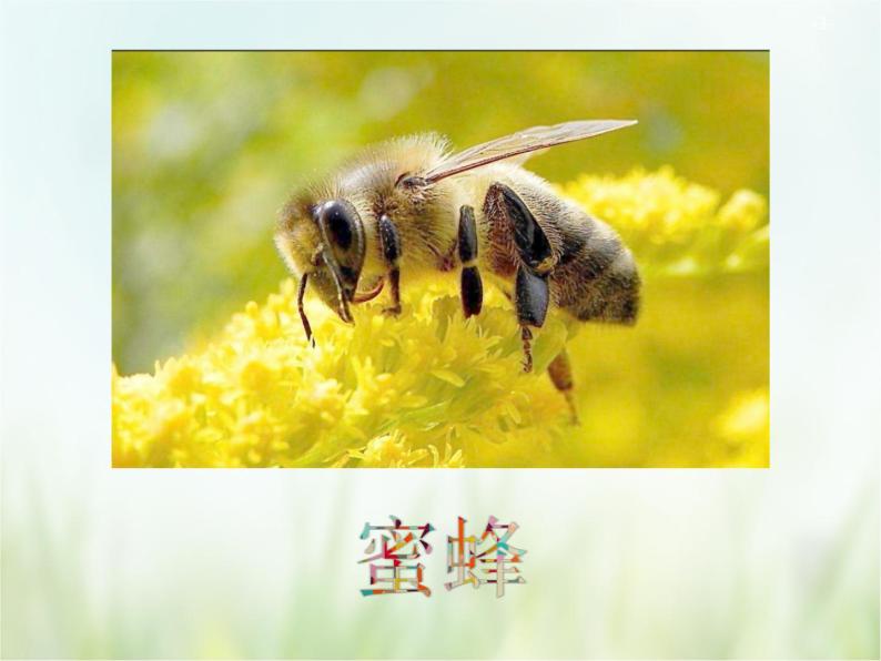 人教部编版语文三年级下册  14蜜蜂    课件03