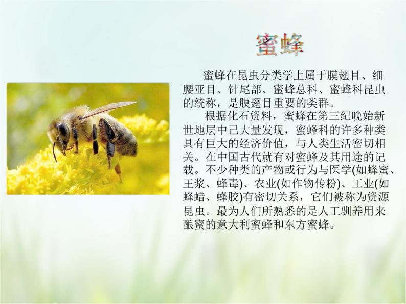 人教部编版语文三年级下册  14蜜蜂    课件04