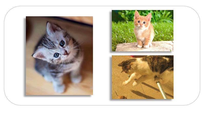 13 猫 课件(2课时 34张ppt)第3页