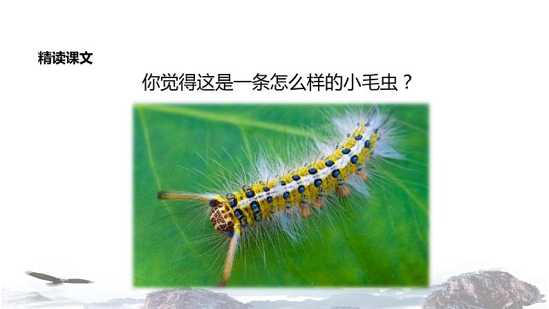 教学课件人教部编版二年级语文下册《小毛虫》(部编)第7页