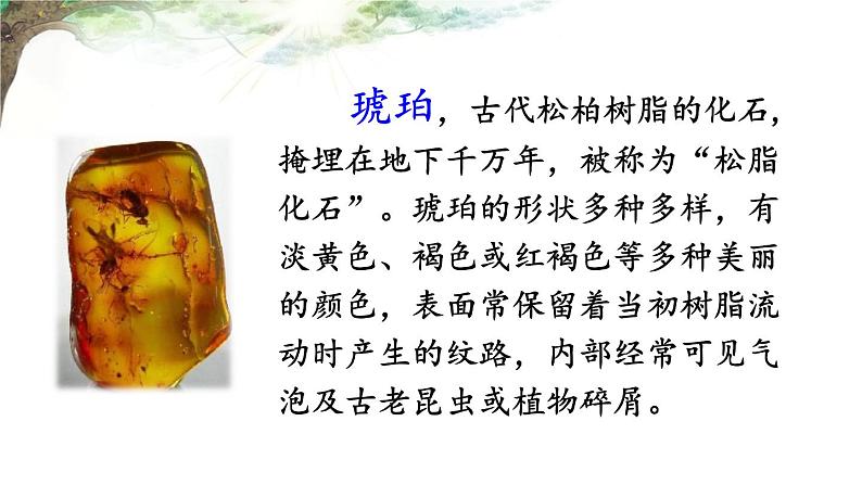 人教部编版语文四年级下册2.5 《琥珀》课件+教案=素材04