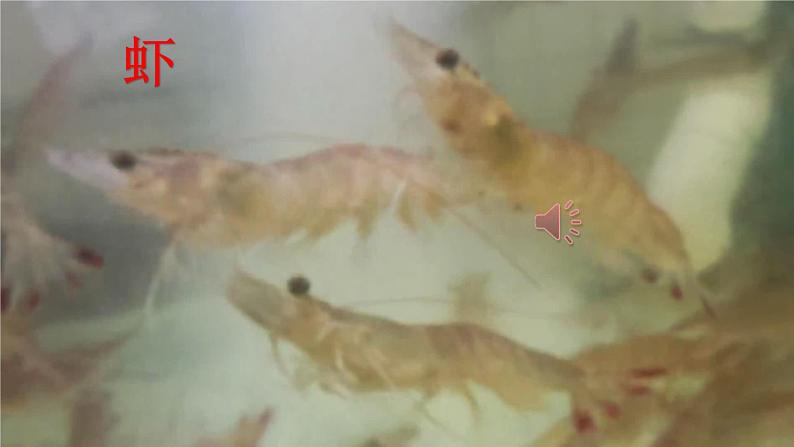 部编人教版三年级语文下册《15小虾》教学课件精品PPT小学优秀课堂课件3第3页