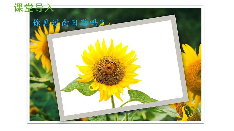 一年级上册数学课件-3 1_5的认识和加减法第4课时 4的分与合人教版第4页