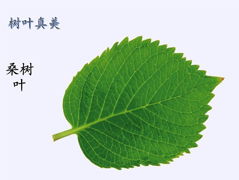 苏教版数学六年级上册 ● 树叶中的比(7) 课件第3页