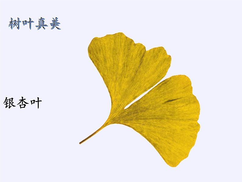 苏教版数学六年级上册 ● 树叶中的比(7) 课件第4页