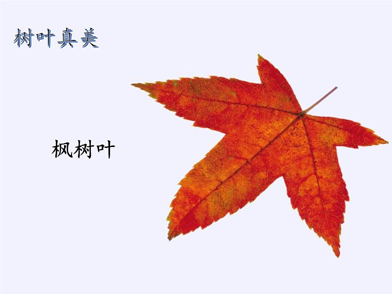 苏教版数学六年级上册 ● 树叶中的比(7) 课件第5页