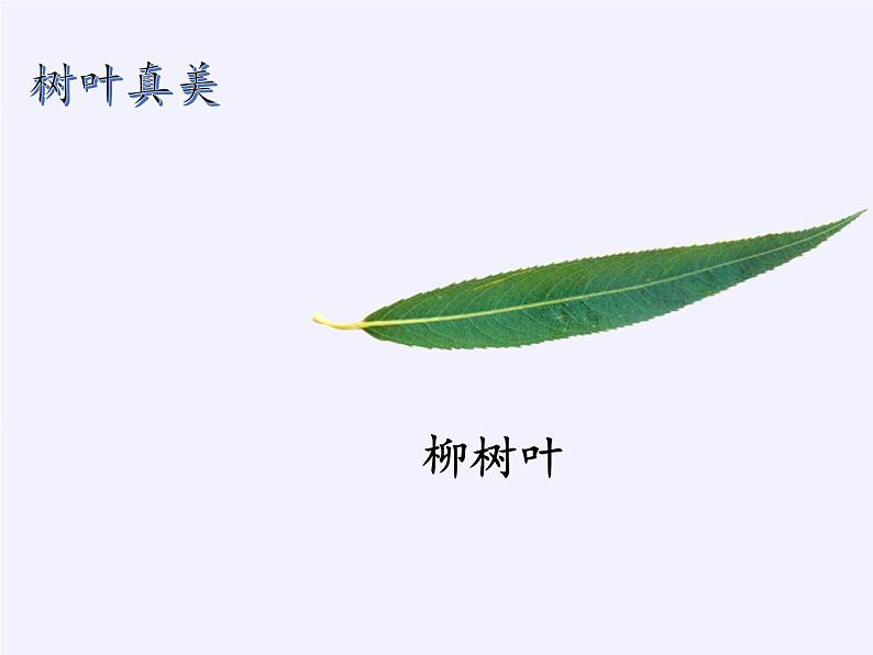 苏教版数学六年级上册 ● 树叶中的比(7) 课件第6页