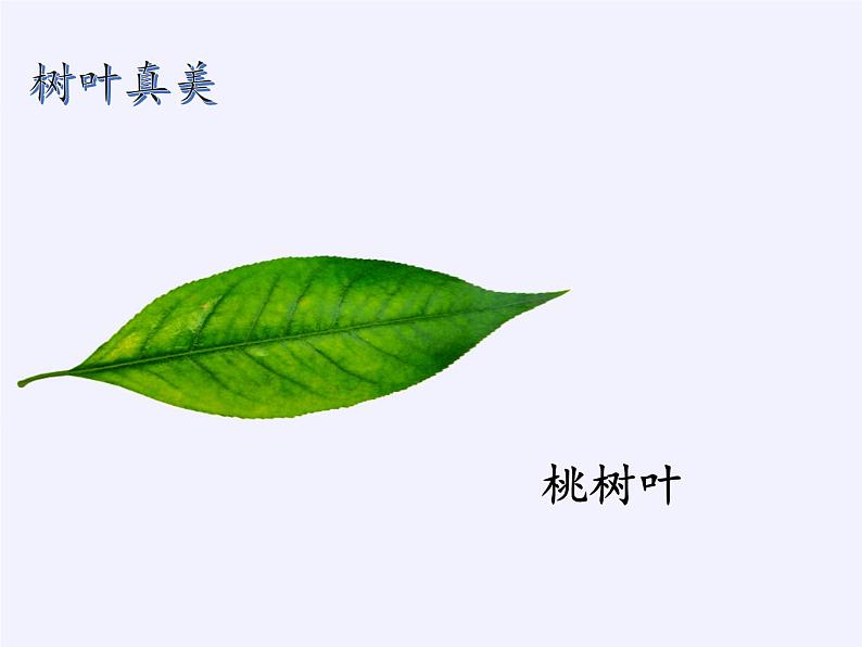 苏教版数学六年级上册 ● 树叶中的比(7) 课件第7页