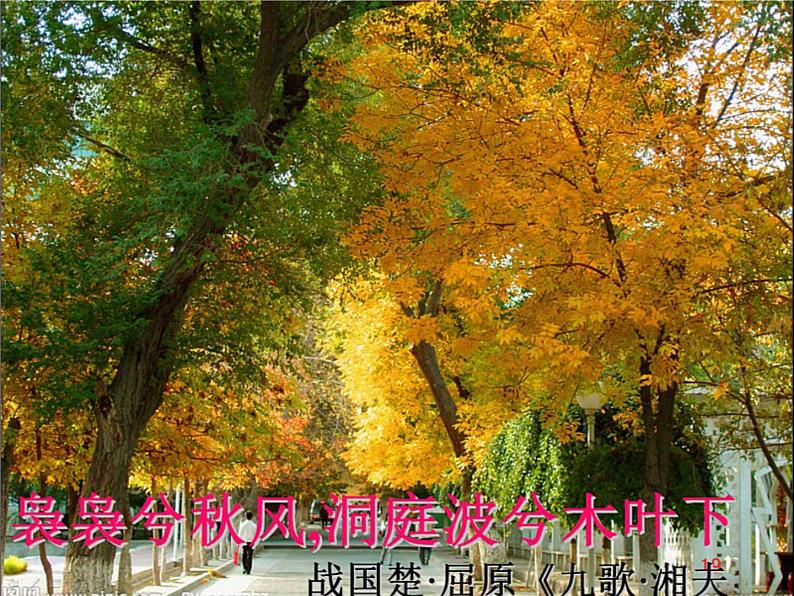 苏教版数学六年级上册 ● 树叶中的比(11) 课件02