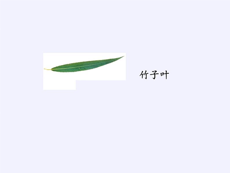 苏教版数学六年级上册 ● 树叶中的比(11) 课件05