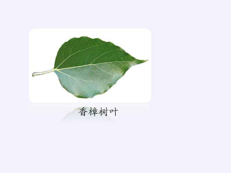 苏教版数学六年级上册 ● 树叶中的比(11) 课件06
