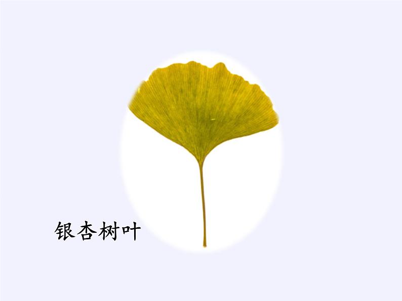 苏教版数学六年级上册 ● 树叶中的比(11) 课件07