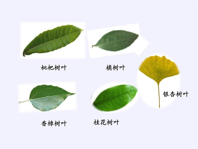 苏教版数学六年级上册 ● 树叶中的比(11) 课件08
