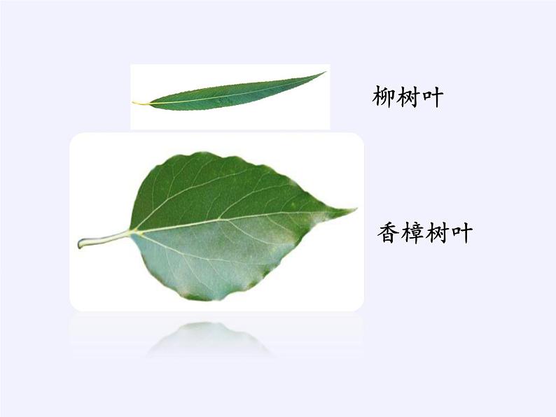 苏教版数学六年级上册 ● 树叶中的比(3) 课件第5页