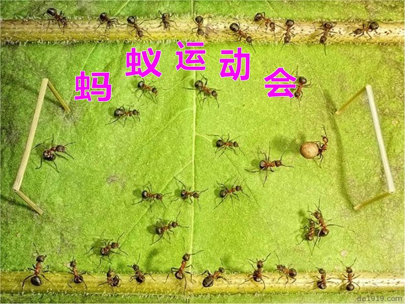三年级上册数学课件-5.1 什么是周长(4)-北师大版第2页