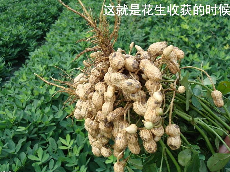 北师大标准版一年级数学下册 数花生 课件第4页