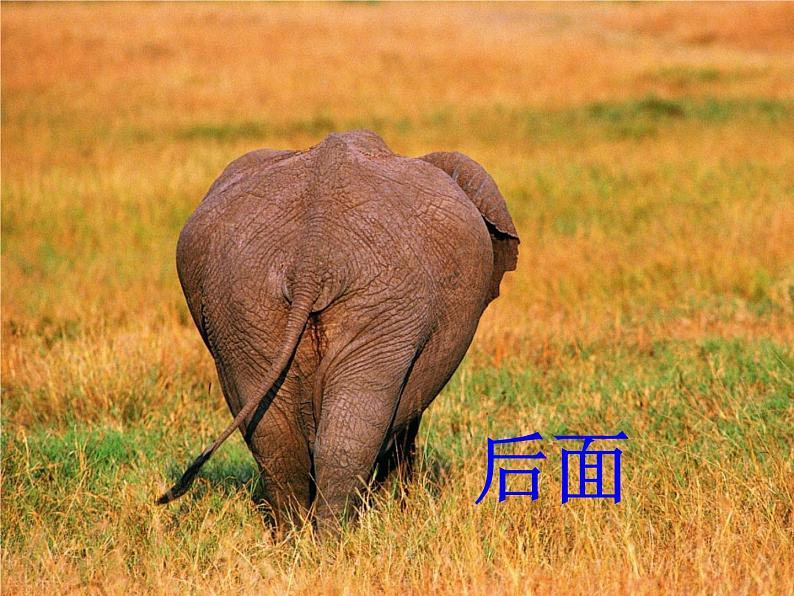 4 观察物体(课件)-2021-2022学年数学二年级上册-西师大版第5页