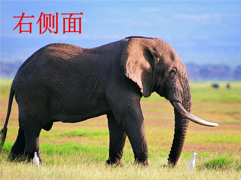 4 观察物体(课件)-2021-2022学年数学二年级上册-西师大版第6页