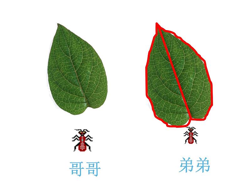 三年级上册数学课件-5.1 什么是周长(11)-北师大版02