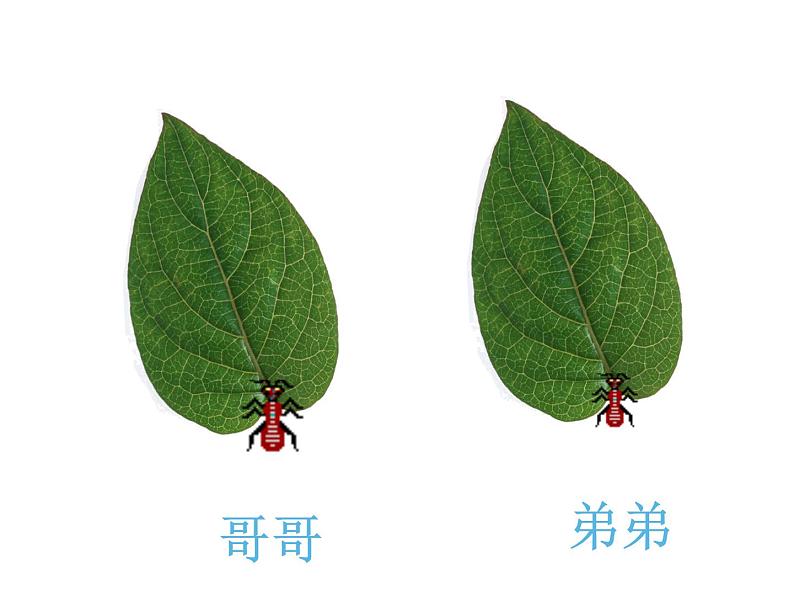 三年级上册数学课件-5.1 什么是周长(11)-北师大版03