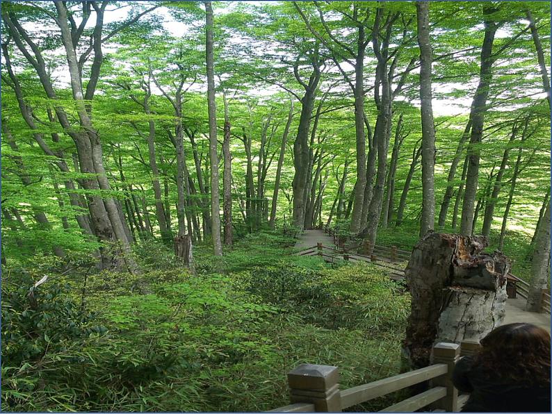 西师大版三年级数学上册 4.3 问题解决课件PPT第8页
