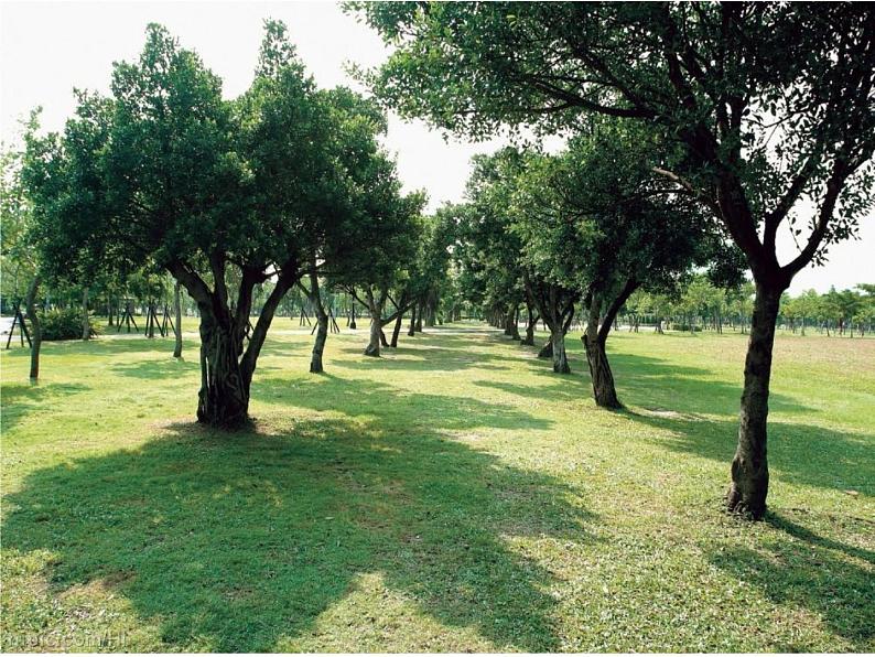 一年级上册数学课件-7.4 有几棵树(7)-北师大版第3页