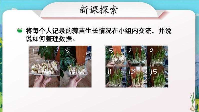 第2课时 栽蒜苗(一)(1)第4页