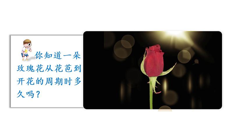 苏教数学五年级下册 综合与实践 蒜叶的生长 PPT课件02
