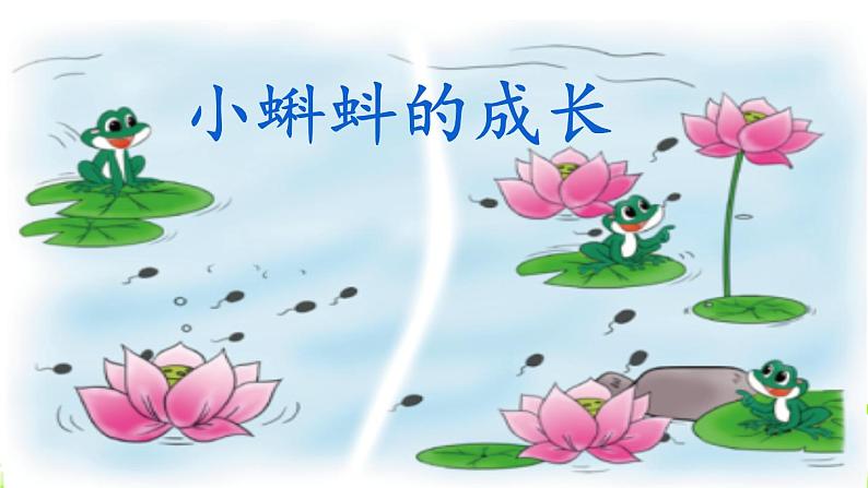 北师大版数学二年级下册 5.5 小蝌蚪的成长(课件)第1页