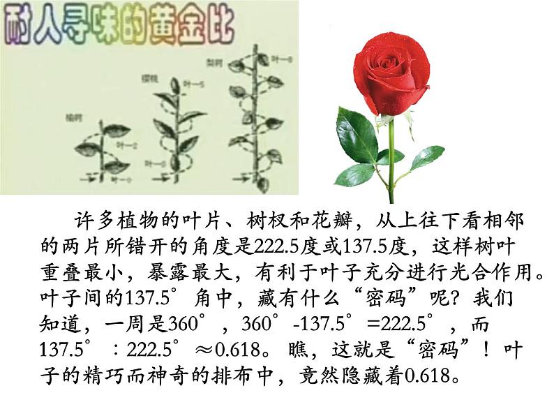 六年级下册数学课件 3.1 黄金比 北京版 (20张PPT)07