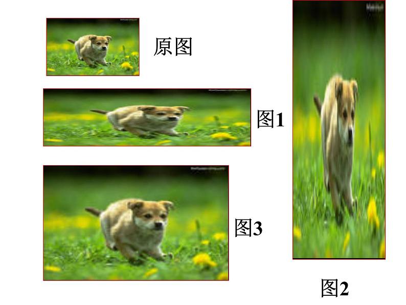 4.7图形的放大与缩小 课件第5页
