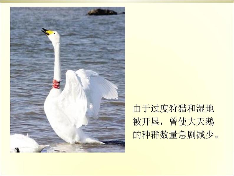 青岛(六三)版数学四上 3..1三位数乘两位数的口算 课件第5页