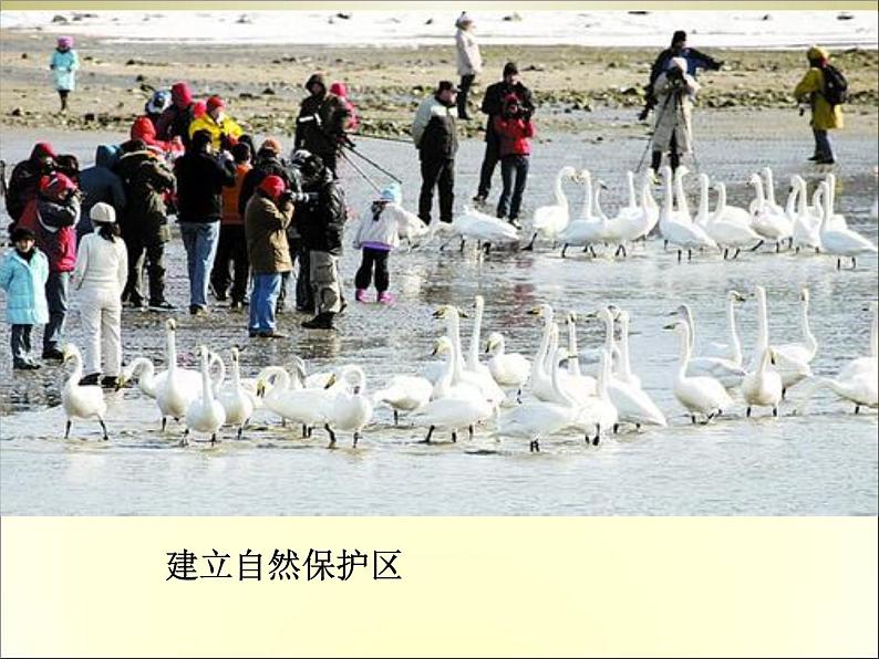 青岛(六三)版数学四上 3..1三位数乘两位数的口算 课件第6页