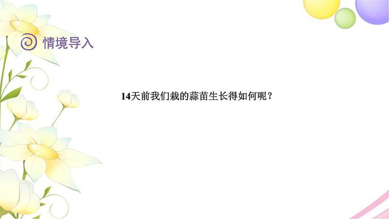 北师大版四年级数学下册第6单元2栽蒜苗(一)教学课件第3页