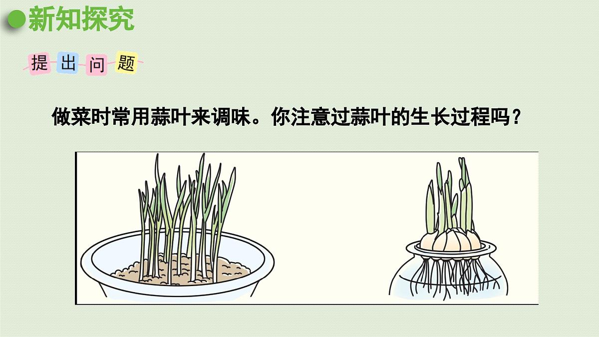 2025春苏教版数学五年级下册第二单元 综合与实践 蒜叶的生长课件第4页