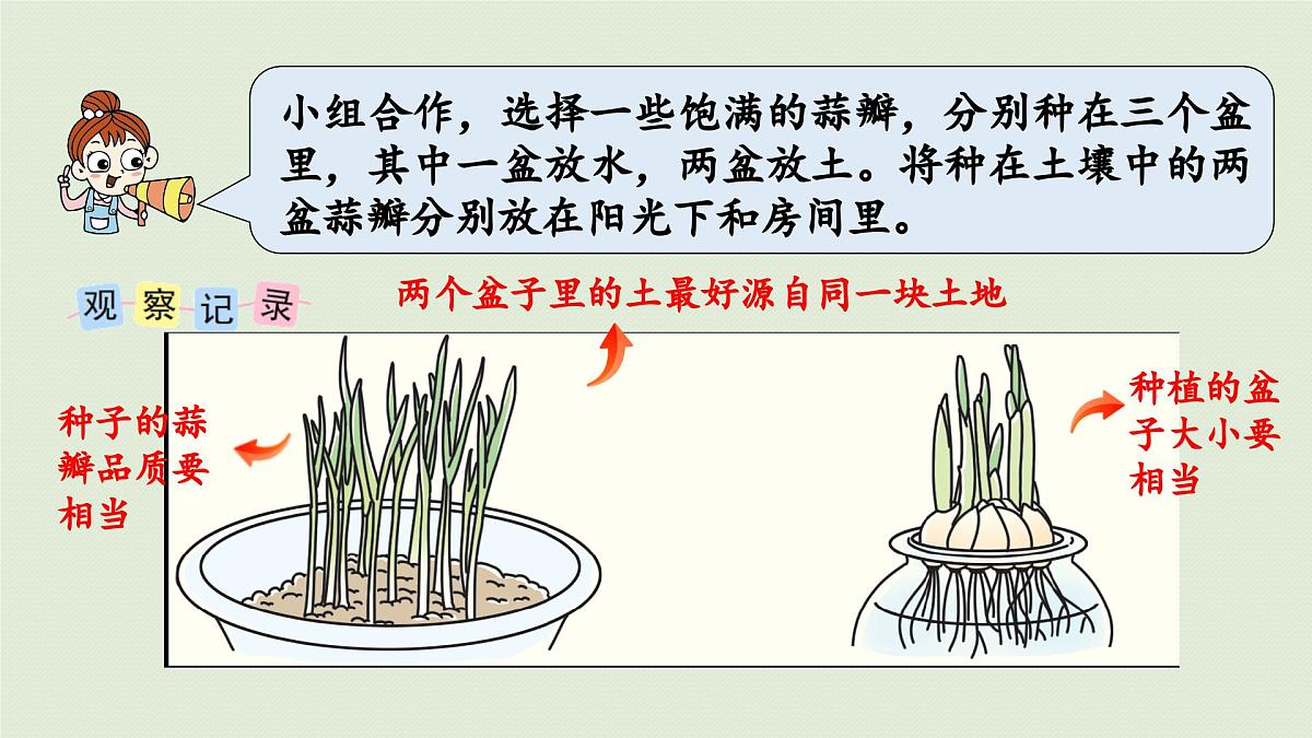 2025春苏教版数学五年级下册第二单元 综合与实践 蒜叶的生长课件第5页