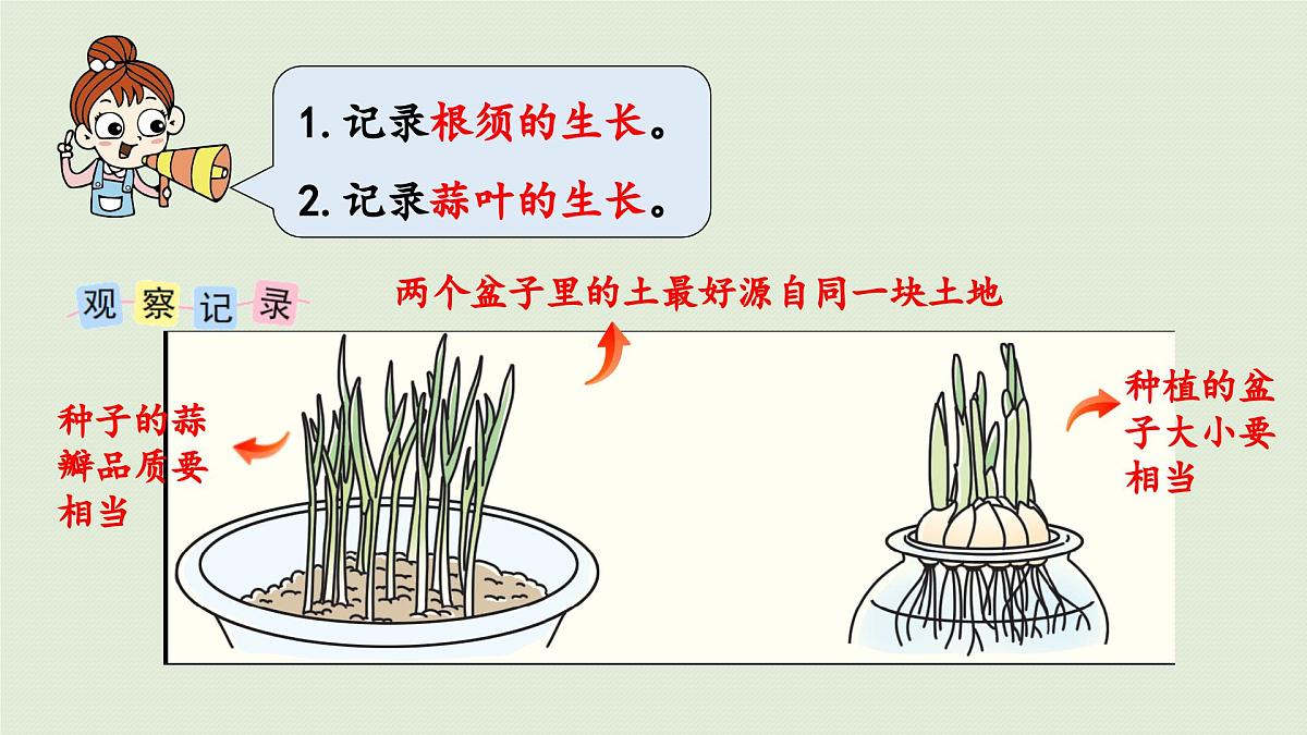 2025春苏教版数学五年级下册第二单元 综合与实践 蒜叶的生长课件第6页
