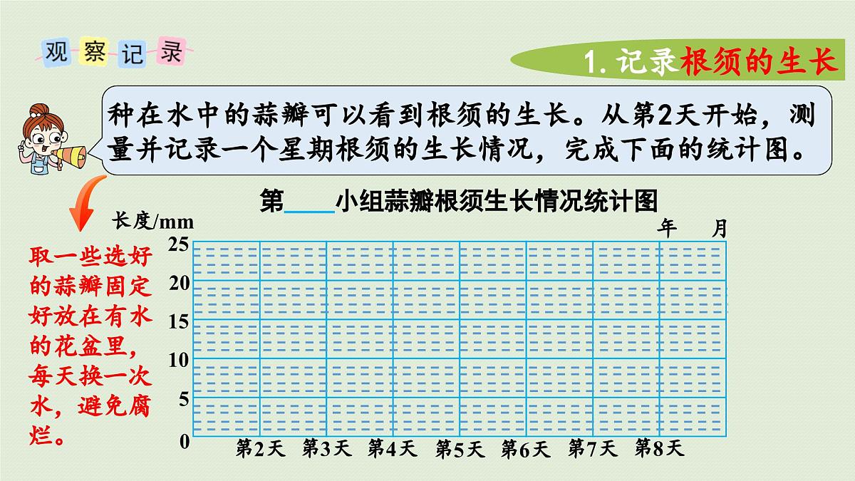 2025春苏教版数学五年级下册第二单元 综合与实践 蒜叶的生长课件第7页