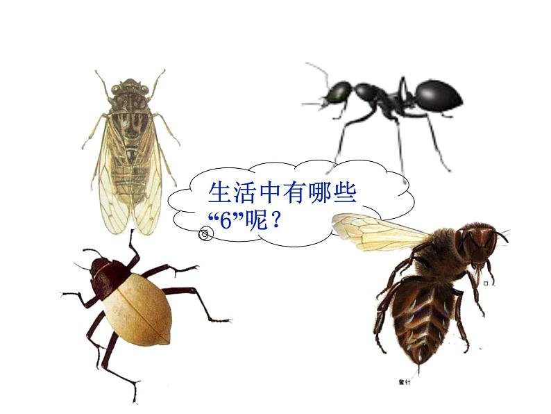 3.5《6的乘法口诀》PPT课件第3页