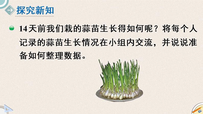 北师版数学四年级下册 6.2《栽蒜苗(一)》PPT课件03