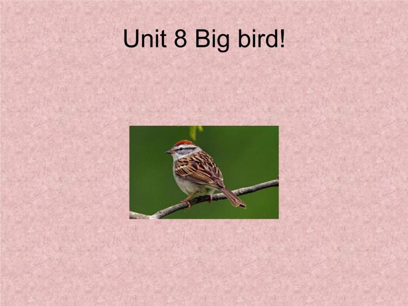 北师大版（一起）三年级英语下册Unit 8 Big bird! 课件201