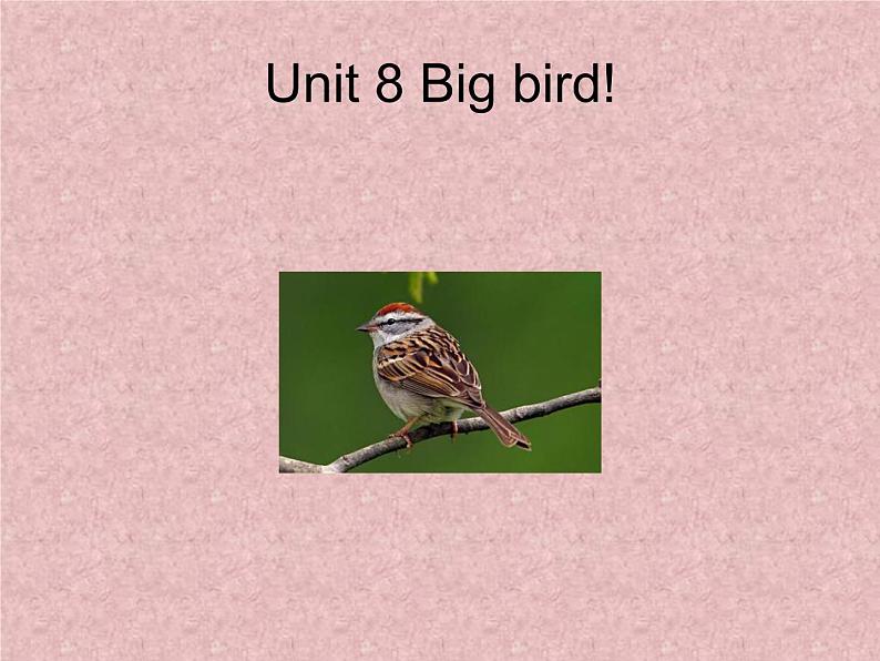 北师大版(一起)三年级英语下册Unit 8 Big bird 课件2第1页
