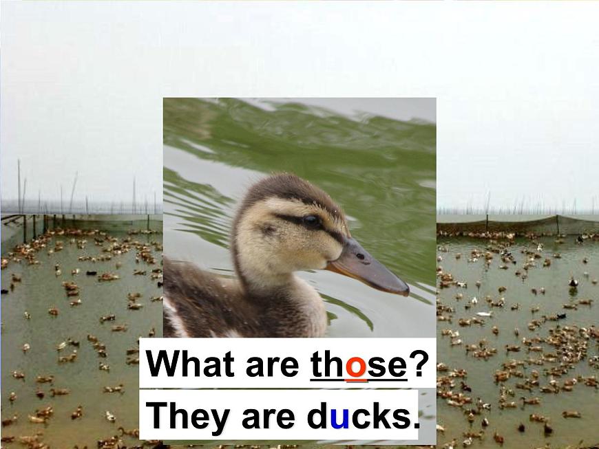 Module 3 Unit 1 These ducks are very naughty 1 課件第4頁